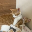 고울도울