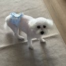 분당정자 동물병원 이미지