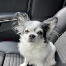 티움동물병원 이미지