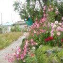 소설가 김유정의 실레마을,꽃대궐이 펼쳐지다! 이미지
