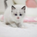 캣돌 캐터리 | 랙돌 분양가, 저렴하면 무조건 좋을까?