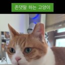 응 이미지