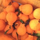 전씨농장 이미지