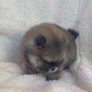 도그마루 강아지고양이 목동점 이미지