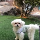 바나개 | [하남 미사 애견 미용실] 바나개 방문 후기