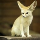 여우 PC방 이미지