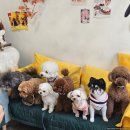 우리꽃집&카페 | 파주 애견동반 카페 | 커피와 꽃집이 함께 마이데이플라워카페