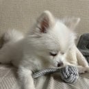 탑 동물병원 | 탑벳동물병원 강아지 건강검진 후기