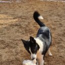 개. 이쁜날 이미지