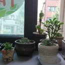 진 한약국 이미지