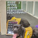 트리머펫 이미지