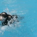 애견랜드 이미지