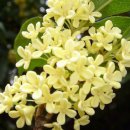 계수나무 이미지