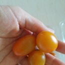 토마토유치원 이미지