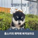 이담펫 네이버블로그