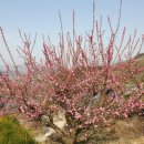 소박한 뜰 이미지