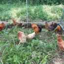 양성식농장 이미지