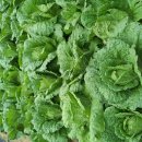 향수농장 이미지