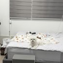 한국카본밀양 2공장 | 밀양 애견동반 독채 펜션 삼서리