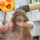 다정하개 펫살롱 이미지