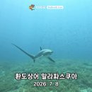 환도상어 이미지