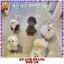 피터펫 애견카페 부산북구점 이미지