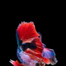 구피 카카오 검색결과