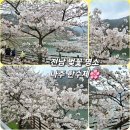 우미현장식당 | 🌸 [3/30 실시간] 나주 한수제 벚꽃 70% 개화! 벚꽃축제 주말 나들이 | 애견동반 야외식당 '금성산가든'
