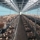 [정례] 제주 표고버섯, 시설재배로 연중생산!! 이미지