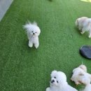 부산애견유치원 댕스하우스 이미지