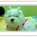 몽글펫 Daum카페