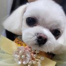 대백애견 | 수성구 최고의 애견미용샵 반려동물 미용 잘하는 곳 내돈내산 17번 [쁘니댕댕]