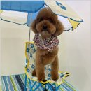 댕댕이살롱 이미지