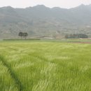 술 익는마을 이미지