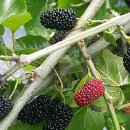 개성농장 2 이미지