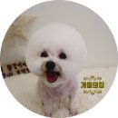 쭈애견미용 이미지
