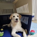 리얼허브애견카페 | 경기광주 쌍령동 반려견 함께 갈수 있는 애견동반카페 리얼후기