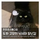 도화스튜디오 | 고양이에게 안전한 꽃 한송이같은 고양이 장난감 후츄츄스튜디오 '도화 고양이낚시대'
