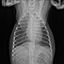 용인서현 동물병원 이미지