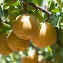 유행농장 이미지