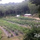 보라농장2 이미지