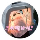 [상무지구 피부관리] 깐달걀 피부를 위한 치평동 “새벽라인” 세라링 후기