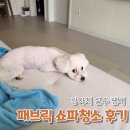 강아지 키우는 집 패브릭 소파 관리, 비치움 휘크린 케어 서비스 후기