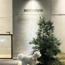 모리네 | 청주 대형애견카페 모리네집 후기 (내돈내산)