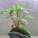 꽃꽃이(플라워테라피) 이미지