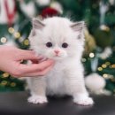 미유펫대구 강아지분양고양이분양(도그플러스동물병원) 이미지