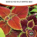 콜레우스 적생채 플록스 1분 이미지