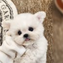 파주켄넬 이미지