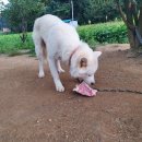 백호농장 이미지