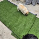 미도주택 | 강아지를 위한 마당에 셀프 인조잔디 미도플러스 인조잔디매트 시공 후기